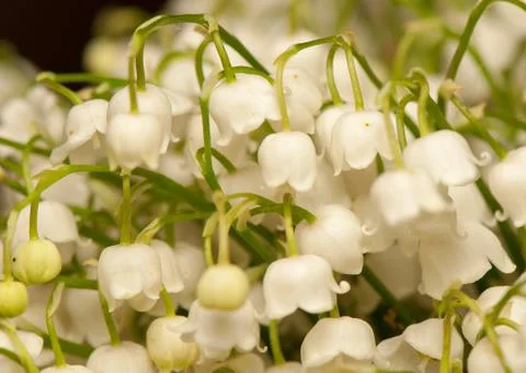 Lily of the valley Foto stock