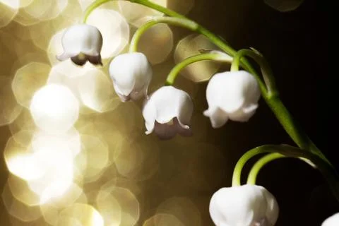 Lily of the valley Stock Photos