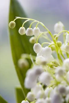 Lily of the valley Stock Photos