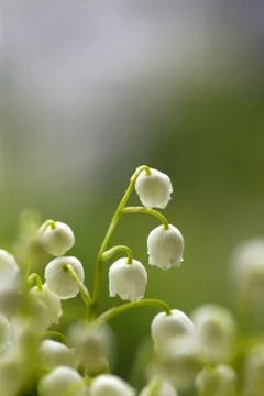 Lily of the valley Stock Photos