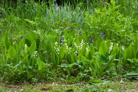 Lily of the valley. Stock Photos