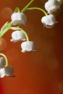Lily of the valley Stock Photos
