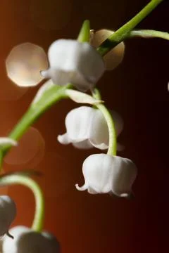 Lily of the valley Stock Photos