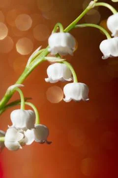 Lily of the valley Stock Photos
