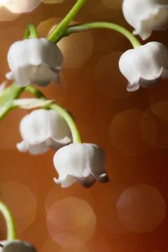 Lily of the valley Stock Photos