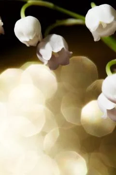 Lily of the valley Stock Photos