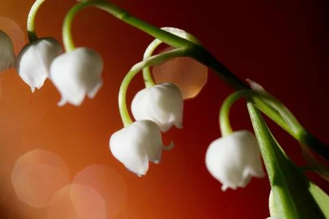 Lily of the valley Stock Photos