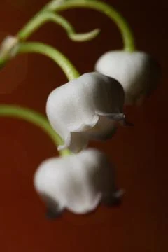 Lily of the valley Stock Photos