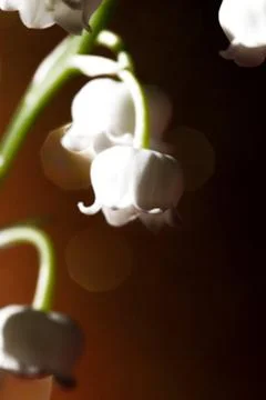 Lily of the valley Stock Photos