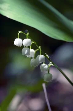 Lily of the valley Stock Photos
