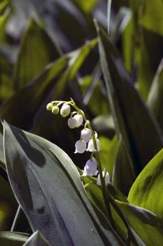 Lily of the valley Stock Photos