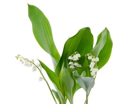 Lily of the valley Stock-Fotos