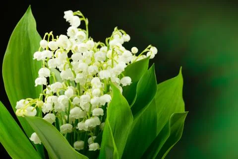 Lily of the valley Stock Photos