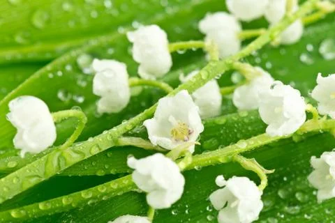 Lily of the valley Stock Photos