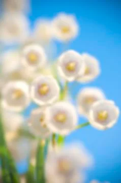 Lily of the valley Stock Photos