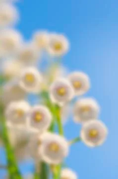 Lily of the valley Stock Photos