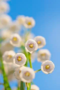 Lily of the valley Stock Photos