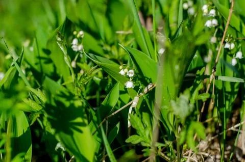 Lily of the Valley Foto stock