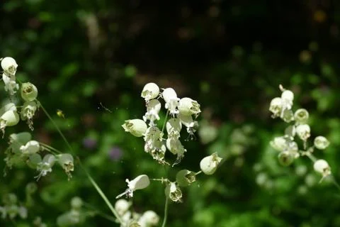 Lily of the valley Stock Photos
