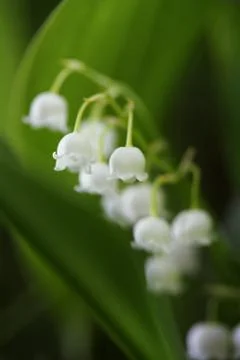 Lily of the Valley Foto stock