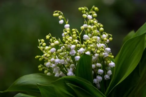 Lily of the valley Stock Photos