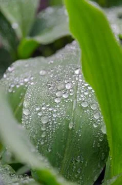 Lily-of-the-valley Stock Photos