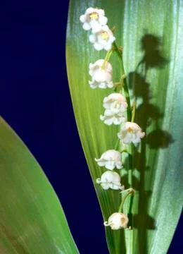 Lily of the valley Stock Photos