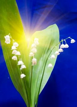 Lily of the valley Stock Photos