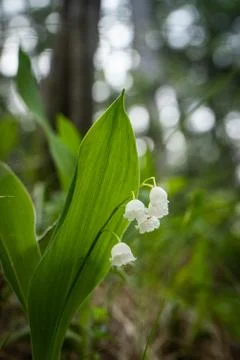 Lily of the valley Stock Photos