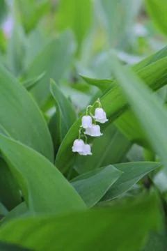 Lily of the valley Stock Photos