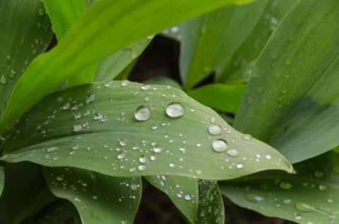 Lily-of-the-valley Stock Photos