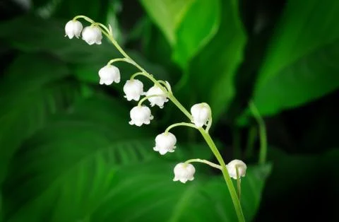 Lily of the valley Stock Photos