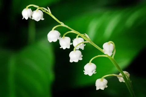 Lily of the valley Stock Photos
