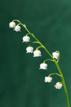 Lily of the valley Stock Photos