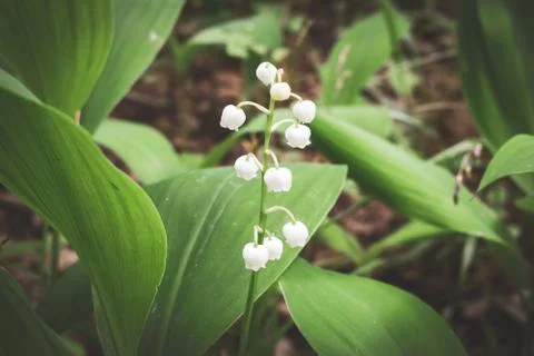 Lily of the valley Stock Photos