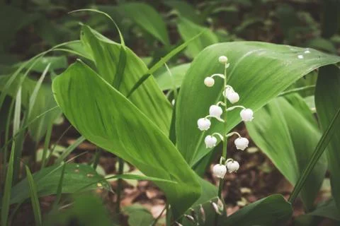 Lily of the valley Stock Photos