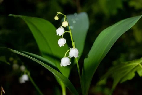 Lily of the Valley Stock Photos