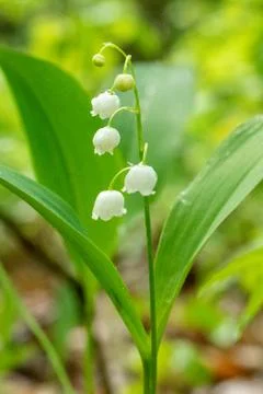 Lily of the Valley Stock Photos