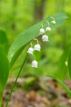 Lily of the Valley Stock Photos