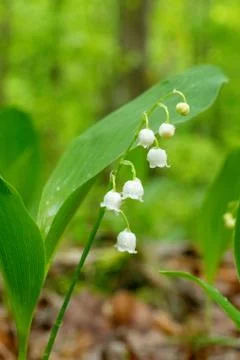 Lily of the Valley Stock Photos