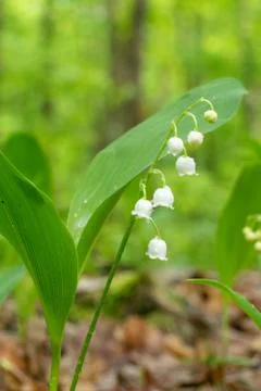 Lily of the Valley Stock Photos
