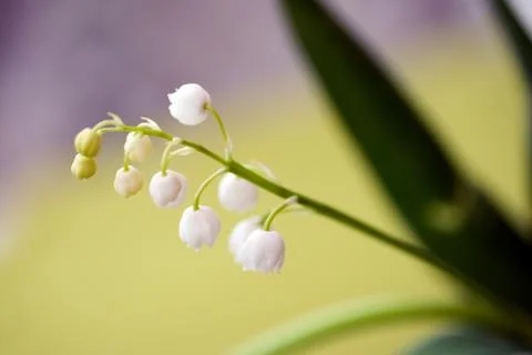Lily of the valley Stock Photos
