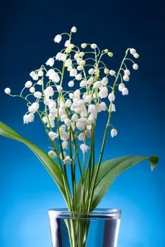 Lily of the valley Stock Photos