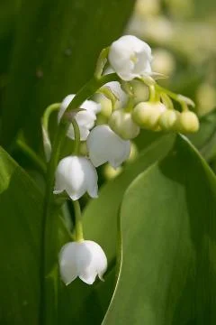 Lily of the Valley Stock Photos