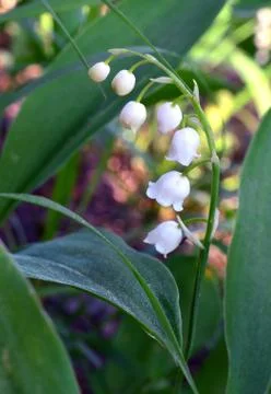 Lily of the valley Stock Photos
