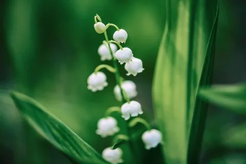 Lily of the valley Foto stock