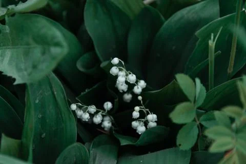 Lily of the valley Stock Photos