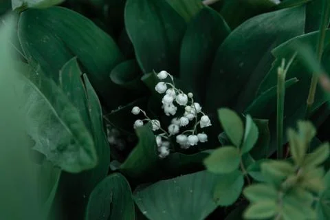 Lily of the valley Stock Photos