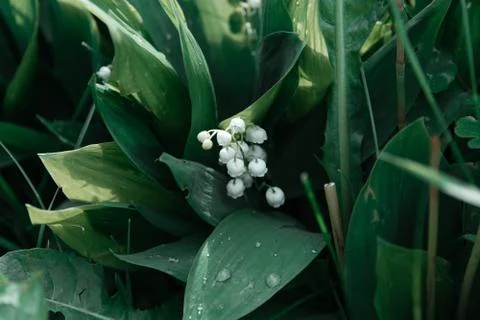 Lily of the valley Stock Photos