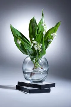 Lily Of The Valley Stock Photos